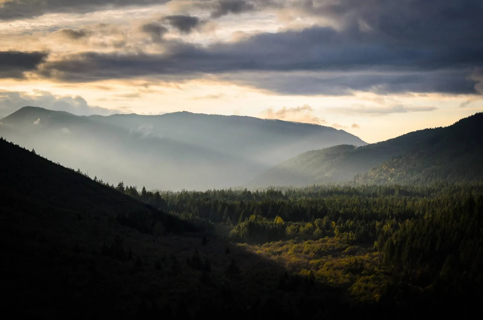 Mt Hood National Forest near Damascus Oregon
